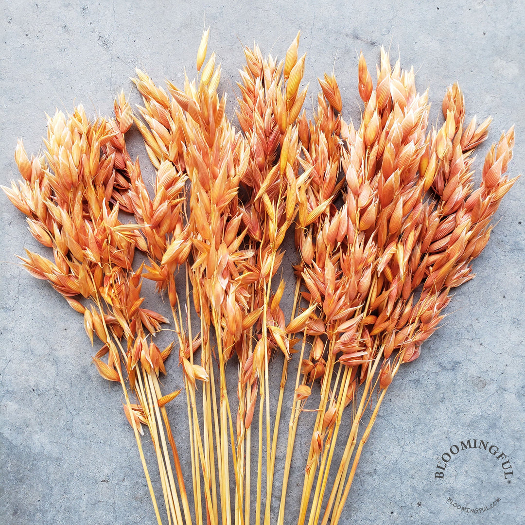 Dried Avena Oat Flowers - Terracotta Orange (012) - BLOOMINGFUL - wedding, event, decor, gift, bouquet, arrangement, bridal, garland, fresh dried preserved artificial silk, birthday housewarming foliage