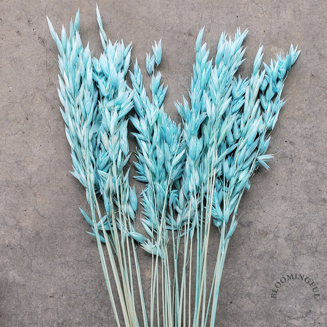 Dried Avena Oat Flowers - Tiffany Blue (014) - BLOOMINGFUL - wedding, event, decor, gift, bouquet, arrangement, bridal, garland, fresh dried preserved artificial silk, birthday housewarming foliage