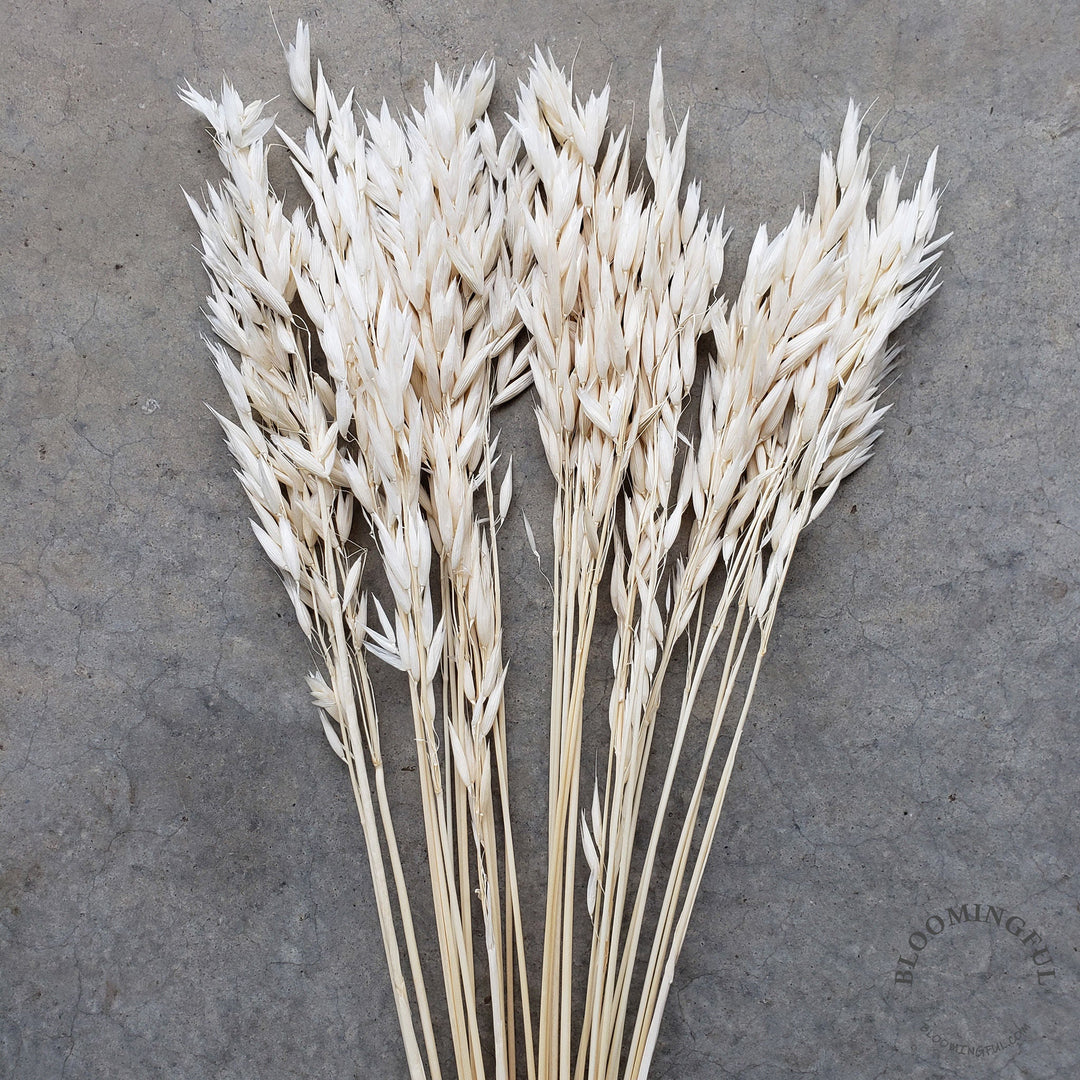 Dried Avena Oat Flowers - White, Ivory, Cream (004) - BLOOMINGFUL - wedding, event, decor, gift, bouquet, arrangement, bridal, garland, fresh dried preserved artificial silk, birthday housewarming foliage