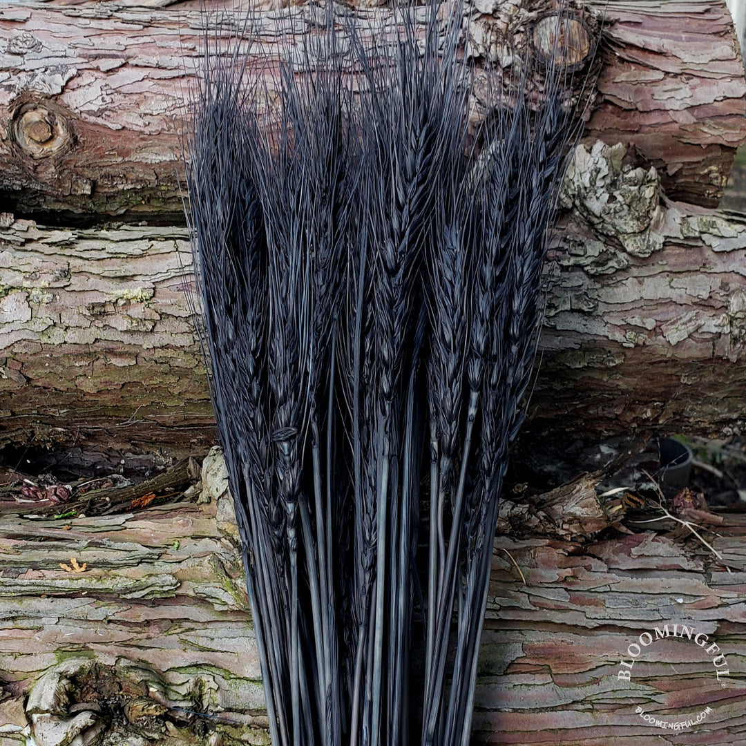 Dried Bearded Wheat - Black (021) - BLOOMINGFUL - wedding, event, decor, gift, bouquet, arrangement, bridal, garland, fresh dried preserved artificial silk, birthday housewarming foliage