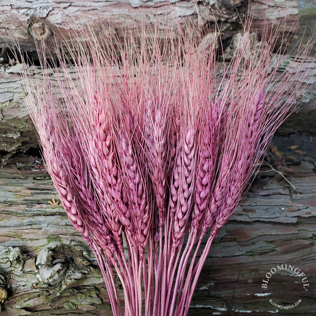 Dried Bearded Wheat - Dusty Rose (018) - BLOOMINGFUL - wedding, event, decor, gift, bouquet, arrangement, bridal, garland, fresh dried preserved artificial silk, birthday housewarming foliage