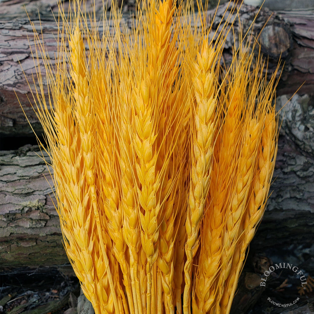 Dried Bearded Wheat - Golden Orange (001) - BLOOMINGFUL - wedding, event, decor, gift, bouquet, arrangement, bridal, garland, fresh dried preserved artificial silk, birthday housewarming foliage