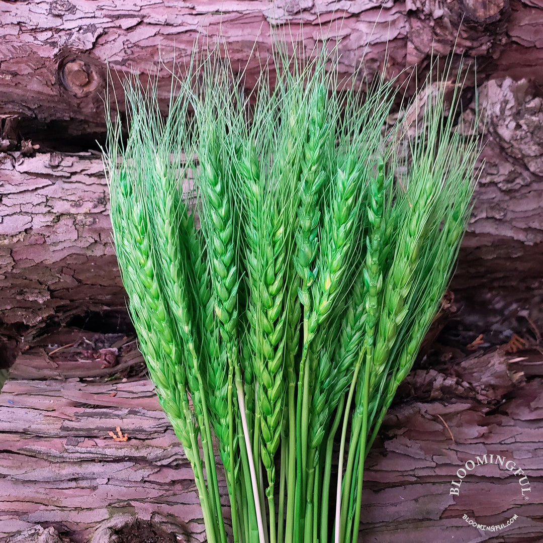Dried Bearded Wheat - Green (014) - BLOOMINGFUL - wedding, event, decor, gift, bouquet, arrangement, bridal, garland, fresh dried preserved artificial silk, birthday housewarming foliage