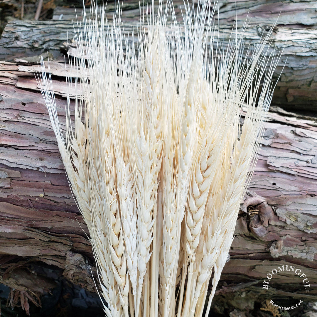 Dried Bearded Wheat - Ivory, Cream (016) - BLOOMINGFUL - wedding, event, decor, gift, bouquet, arrangement, bridal, garland, fresh dried preserved artificial silk, birthday housewarming foliage