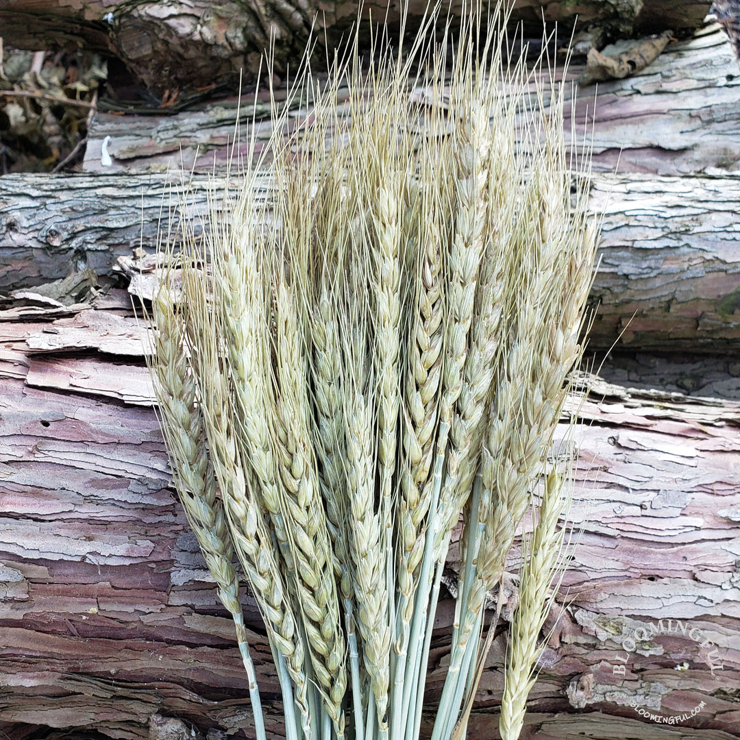 Dried Bearded Wheat - Natural (022) - BLOOMINGFUL - wedding, event, decor, gift, bouquet, arrangement, bridal, garland, fresh dried preserved artificial silk, birthday housewarming foliage