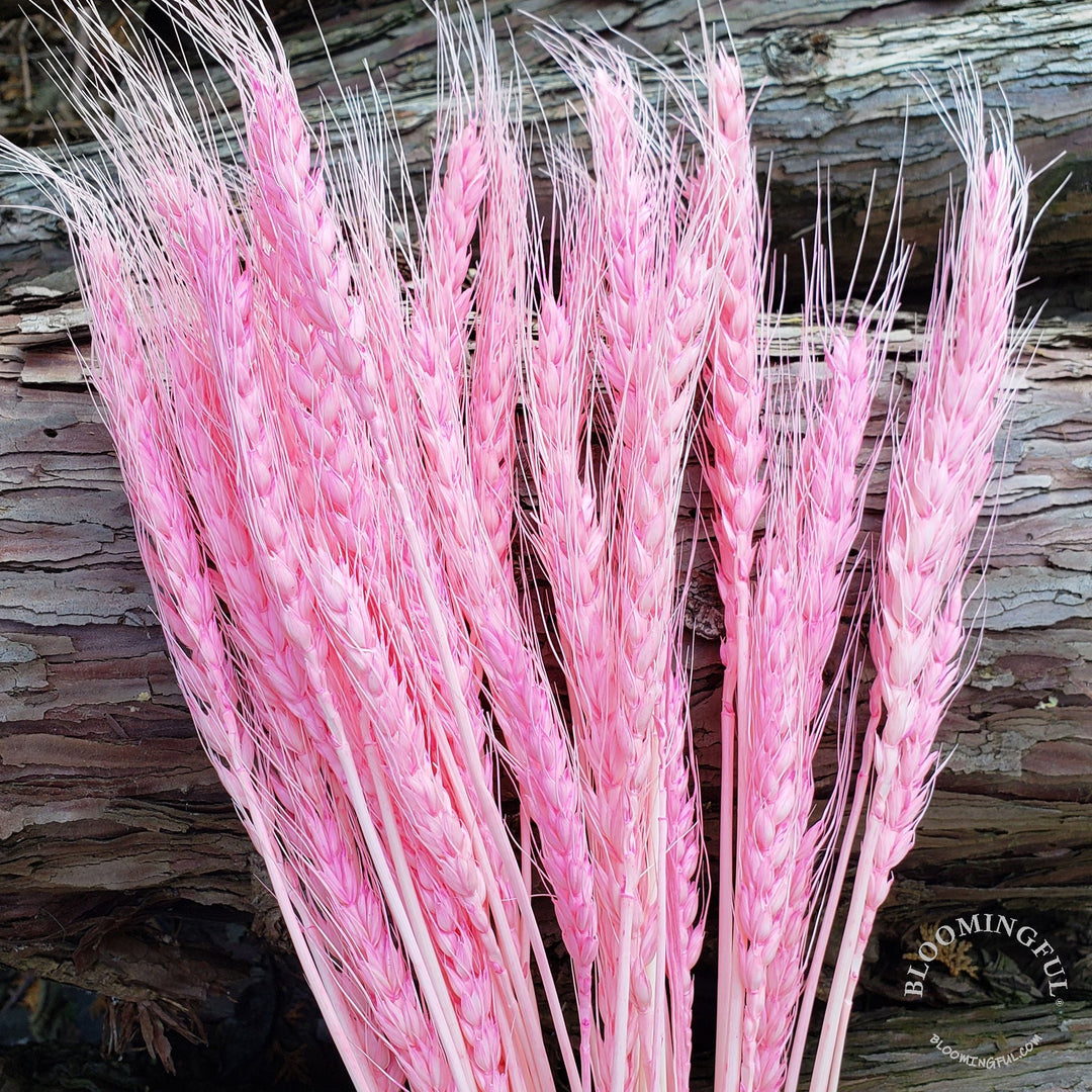 Dried Bearded Wheat - Pink (008) - BLOOMINGFUL - wedding, event, decor, gift, bouquet, arrangement, bridal, garland, fresh dried preserved artificial silk, birthday housewarming foliage