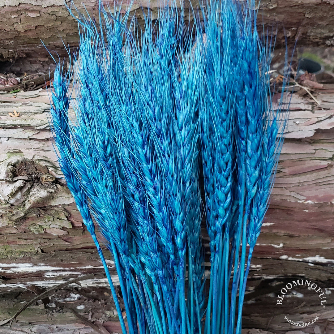 Dried Bearded Wheat - Sapphire Blue (019a) - BLOOMINGFUL - wedding, event, decor, gift, bouquet, arrangement, bridal, garland, fresh dried preserved artificial silk, birthday housewarming foliage