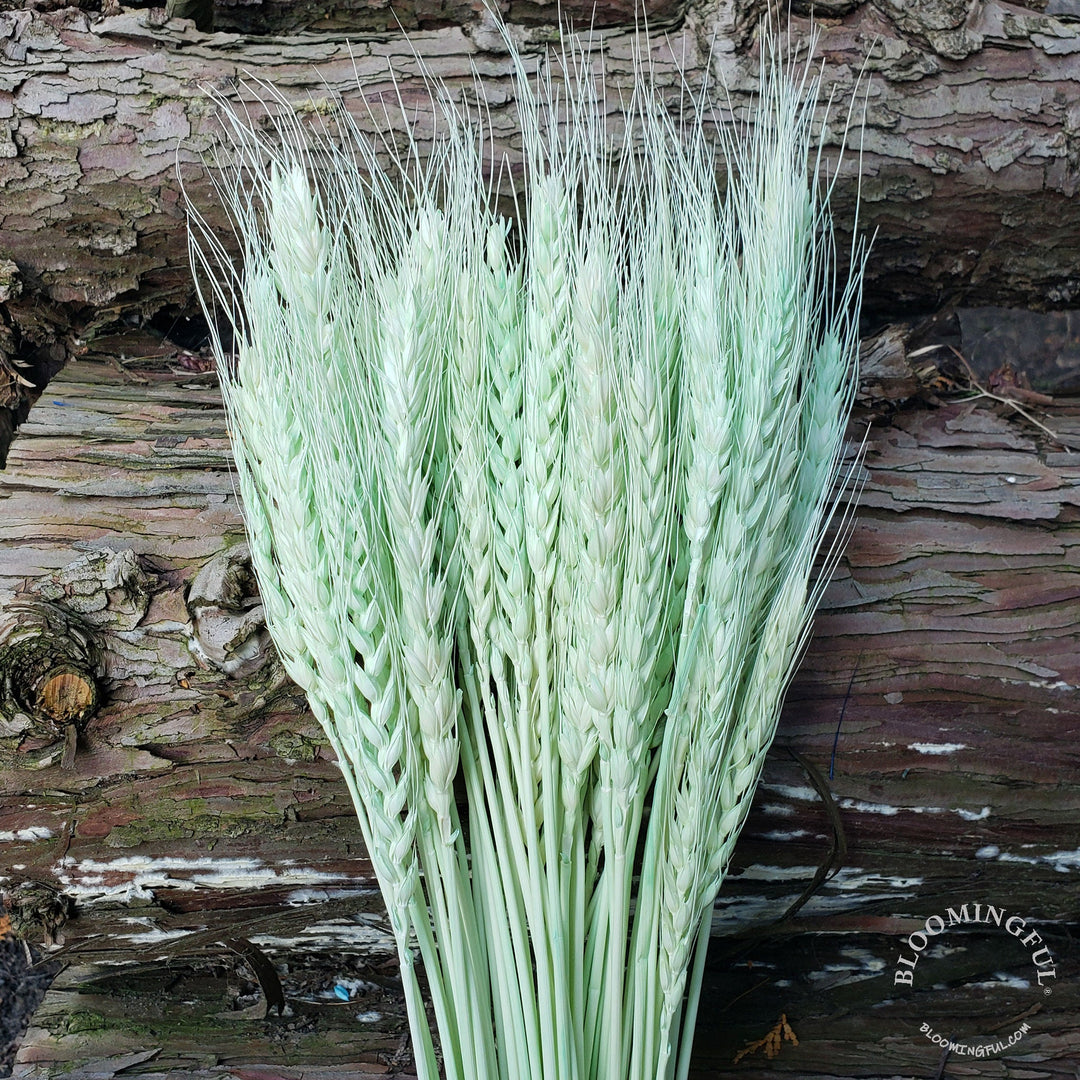 Dried Bearded Wheat - Soft Mint (020) - BLOOMINGFUL - wedding, event, decor, gift, bouquet, arrangement, bridal, garland, fresh dried preserved artificial silk, birthday housewarming foliage