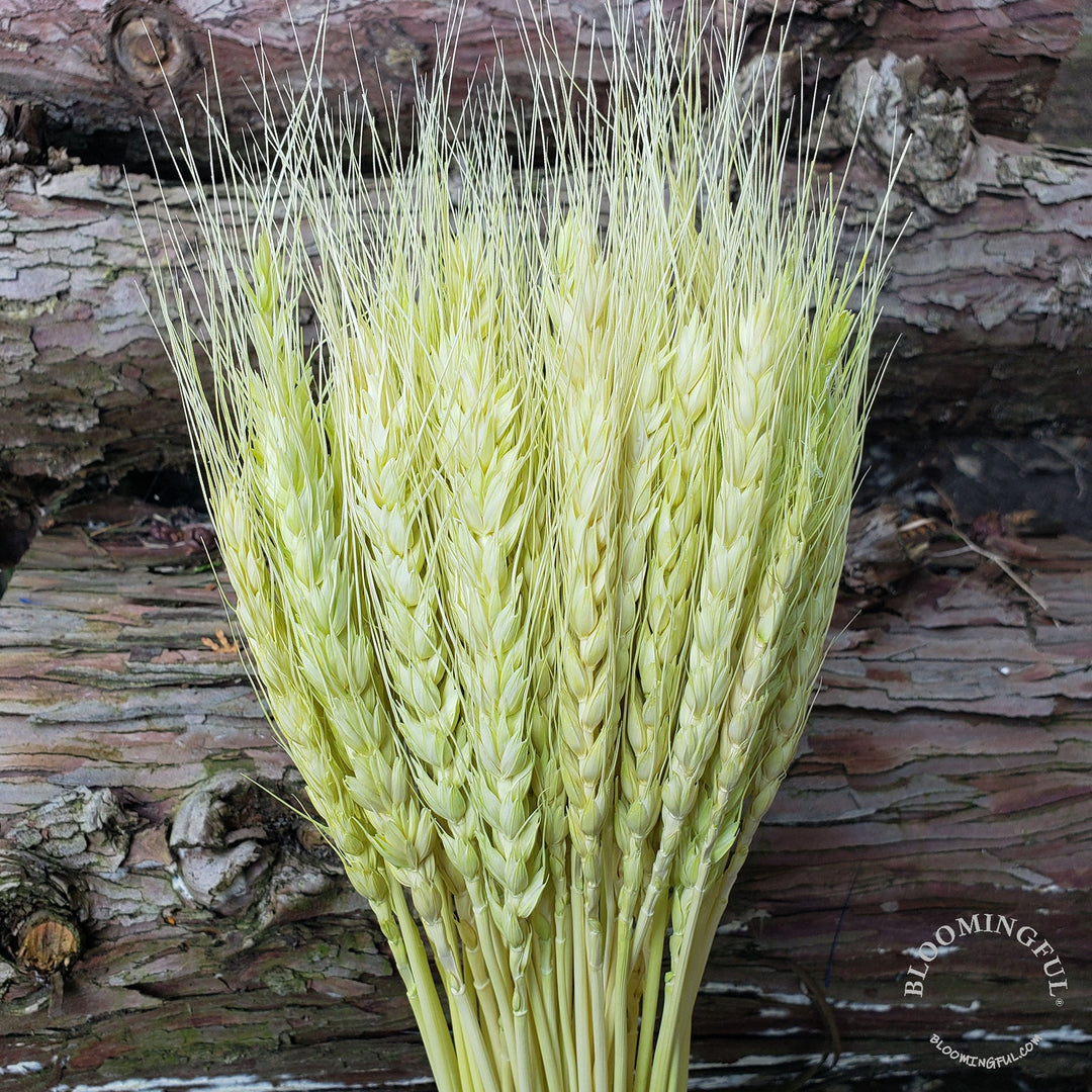 Dried Bearded Wheat - Soft Spring Green-Yellow (005) - BLOOMINGFUL - wedding, event, decor, gift, bouquet, arrangement, bridal, garland, fresh dried preserved artificial silk, birthday housewarming foliage