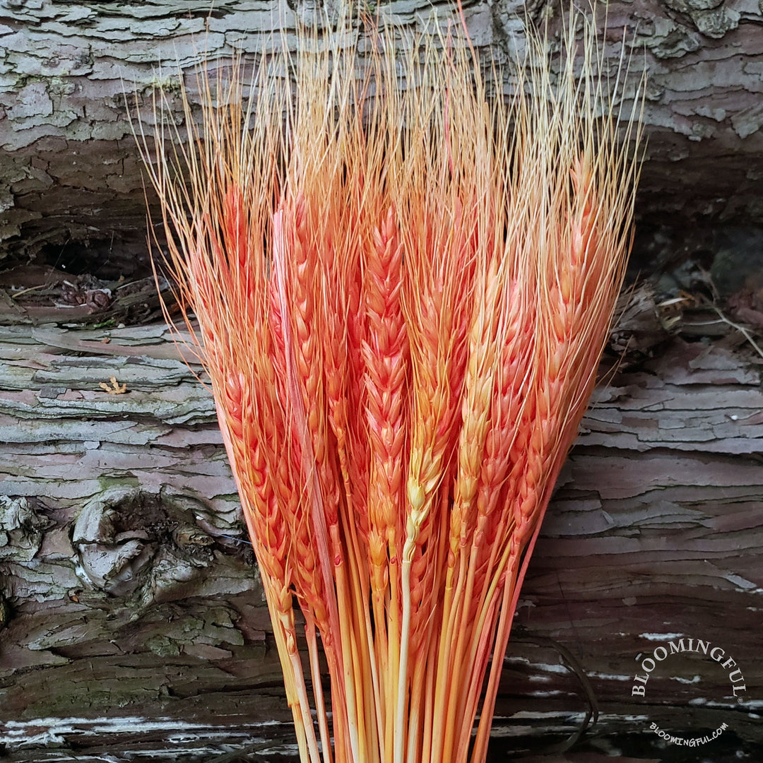 Dried Bearded Wheat - Sunset Orange (010a) - BLOOMINGFUL - wedding, event, decor, gift, bouquet, arrangement, bridal, garland, fresh dried preserved artificial silk, birthday housewarming foliage