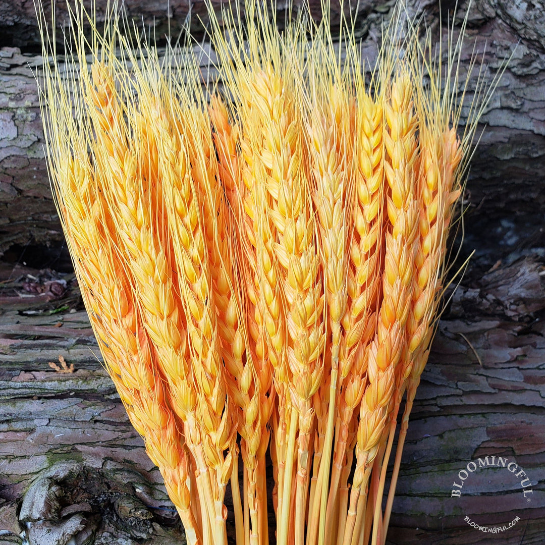 Dried Bearded Wheat - Tangerine Orange (017) - BLOOMINGFUL - wedding, event, decor, gift, bouquet, arrangement, bridal, garland, fresh dried preserved artificial silk, birthday housewarming foliage