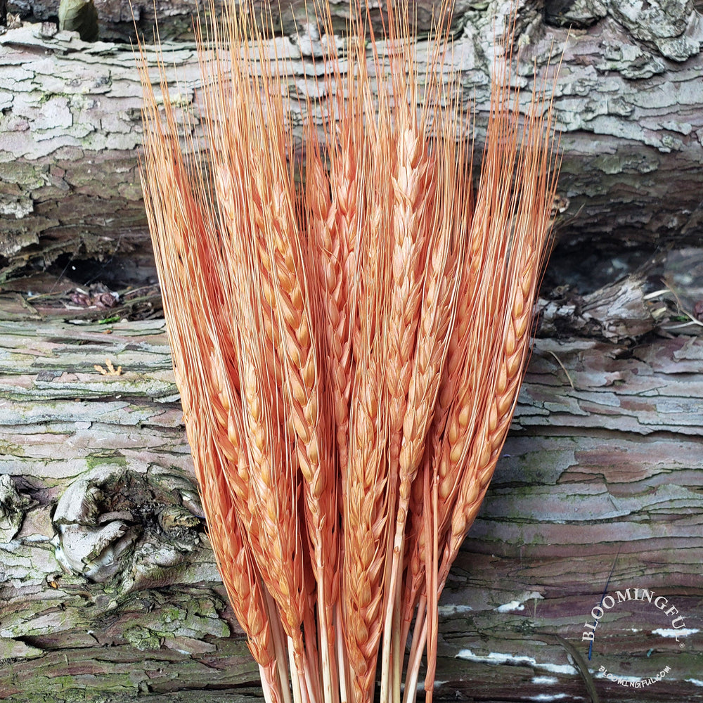 Dried Bearded Wheat - Terracotta Orange (011) - BLOOMINGFUL - wedding, event, decor, gift, bouquet, arrangement, bridal, garland, fresh dried preserved artificial silk, birthday housewarming foliage