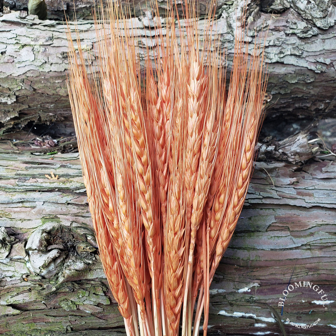 Dried Bearded Wheat - Terracotta Orange (011) - BLOOMINGFUL - wedding, event, decor, gift, bouquet, arrangement, bridal, garland, fresh dried preserved artificial silk, birthday housewarming foliage
