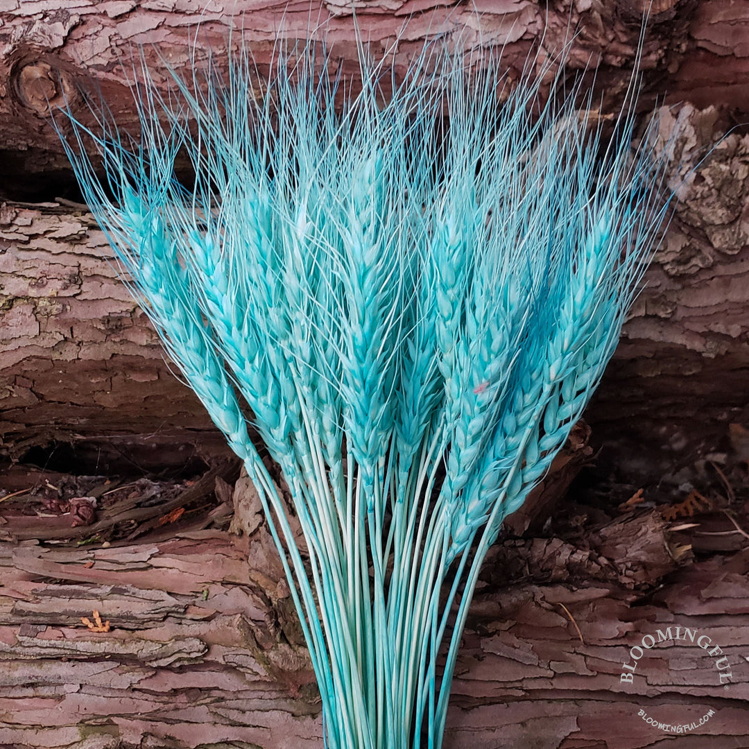Dried Bearded Wheat - Tiffany Blue (010b) - BLOOMINGFUL - wedding, event, decor, gift, bouquet, arrangement, bridal, garland, fresh dried preserved artificial silk, birthday housewarming foliage