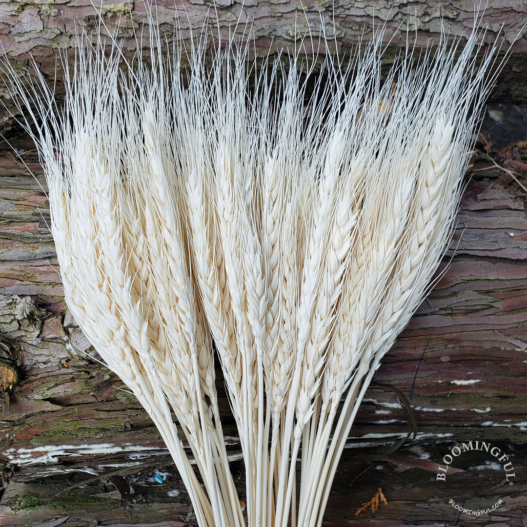 Dried Bearded Wheat - White (006) - BLOOMINGFUL - wedding, event, decor, gift, bouquet, arrangement, bridal, garland, fresh dried preserved artificial silk, birthday housewarming foliage