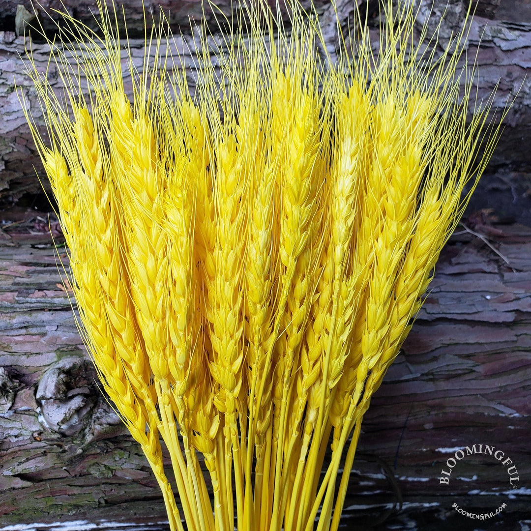 Dried Bearded Wheat - Yellow (009) - BLOOMINGFUL - wedding, event, decor, gift, bouquet, arrangement, bridal, garland, fresh dried preserved artificial silk, birthday housewarming foliage