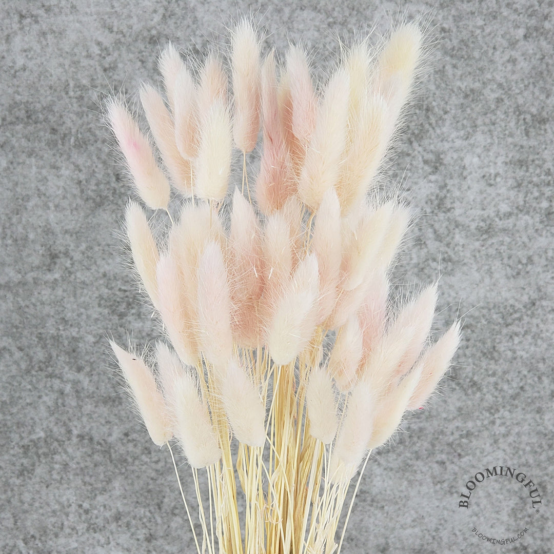 Dried Bunny Tails - Blush Pink (014) - BLOOMINGFUL - wedding, event, decor, gift, bouquet, arrangement, bridal, garland, fresh dried preserved artificial silk, birthday housewarming foliage