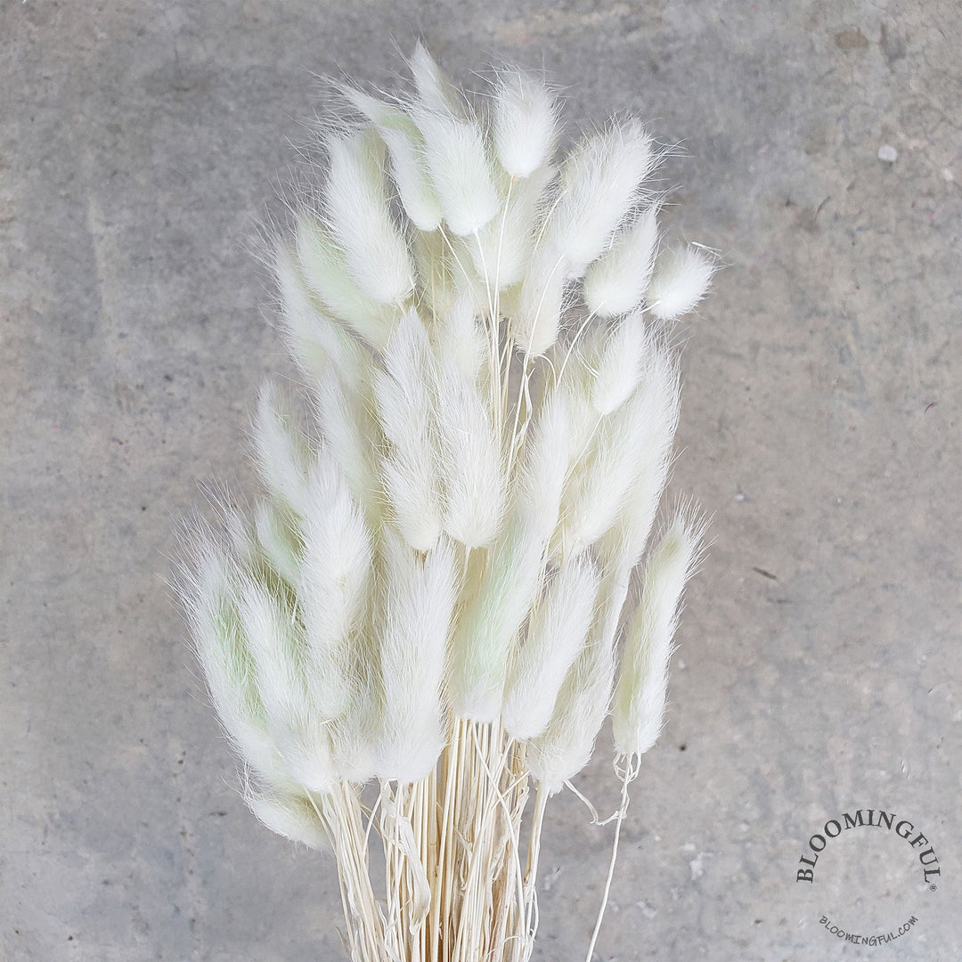 Dried Bunny Tails - Creamy Green Frost (024) - BLOOMINGFUL - wedding, event, decor, gift, bouquet, arrangement, bridal, garland, fresh dried preserved artificial silk, birthday housewarming foliage