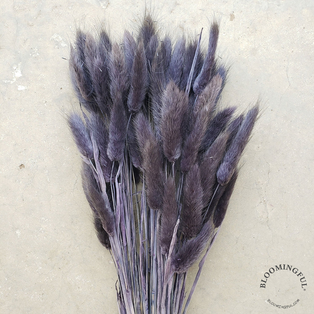 Dried Bunny Tails - Dark Purple-Black-Gray (016) - BLOOMINGFUL - wedding, event, decor, gift, bouquet, arrangement, bridal, garland, fresh dried preserved artificial silk, birthday housewarming foliage