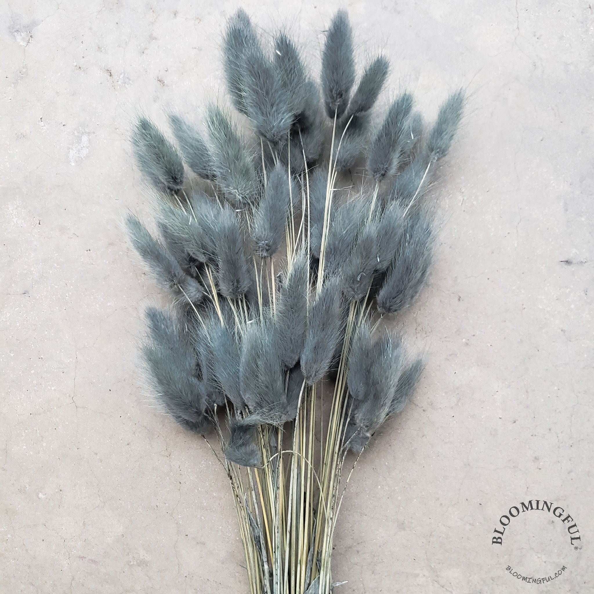 Dried Bunny Tails - Dusty Blue-Gray (017) - BLOOMINGFUL - wedding, event, decor, gift, bouquet, arrangement, bridal, garland, fresh dried preserved artificial silk, birthday housewarming foliage