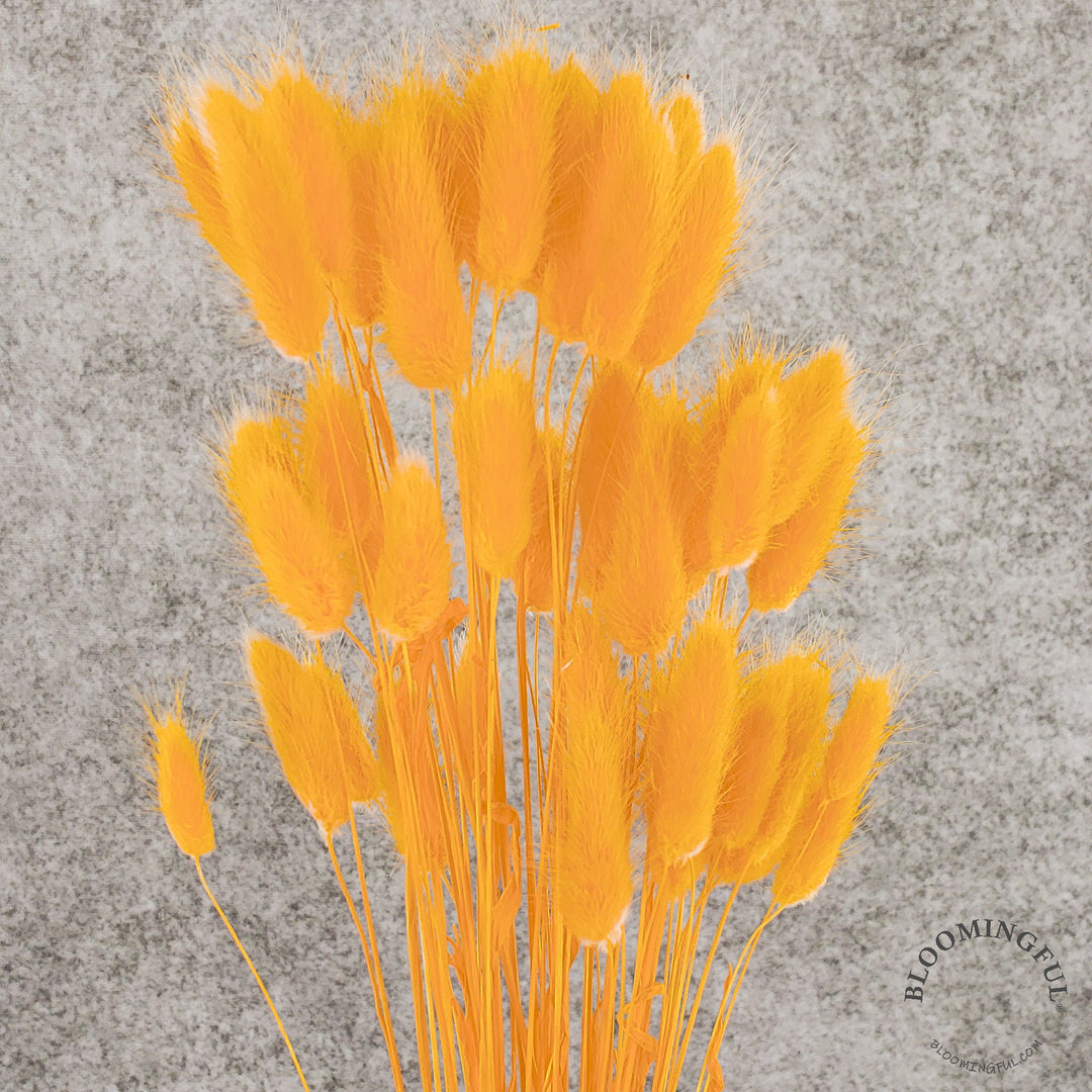 Dried Bunny Tails - Golden Tangerine (003) - BLOOMINGFUL - wedding, event, decor, gift, bouquet, arrangement, bridal, garland, fresh dried preserved artificial silk, birthday housewarming foliage