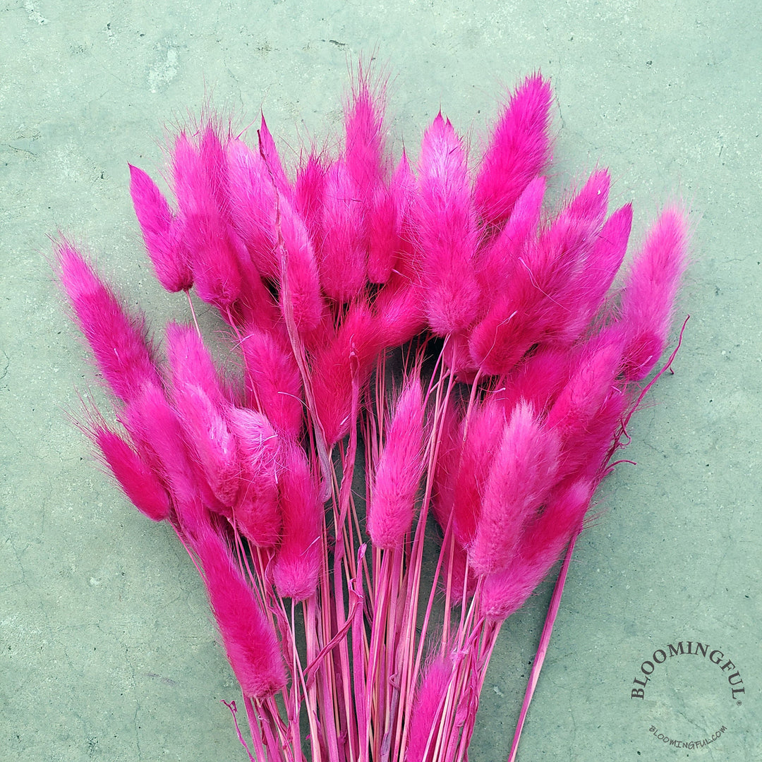 Dried Bunny Tails - Hot Pink (013) - BLOOMINGFUL - wedding, event, decor, gift, bouquet, arrangement, bridal, garland, fresh dried preserved artificial silk, birthday housewarming foliage
