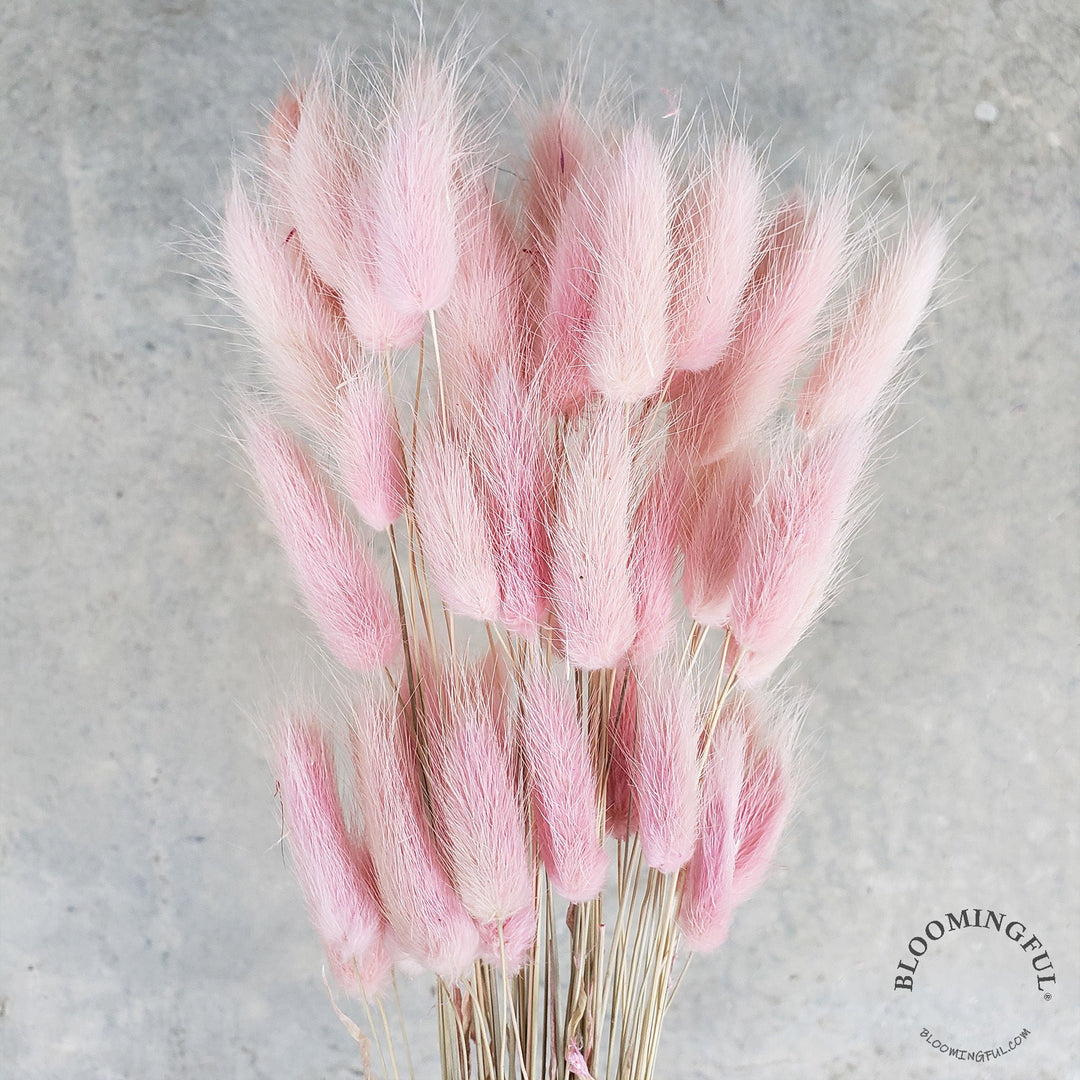 Dried Bunny Tails - Light Pink (005) - BLOOMINGFUL - wedding, event, decor, gift, bouquet, arrangement, bridal, garland, fresh dried preserved artificial silk, birthday housewarming foliage