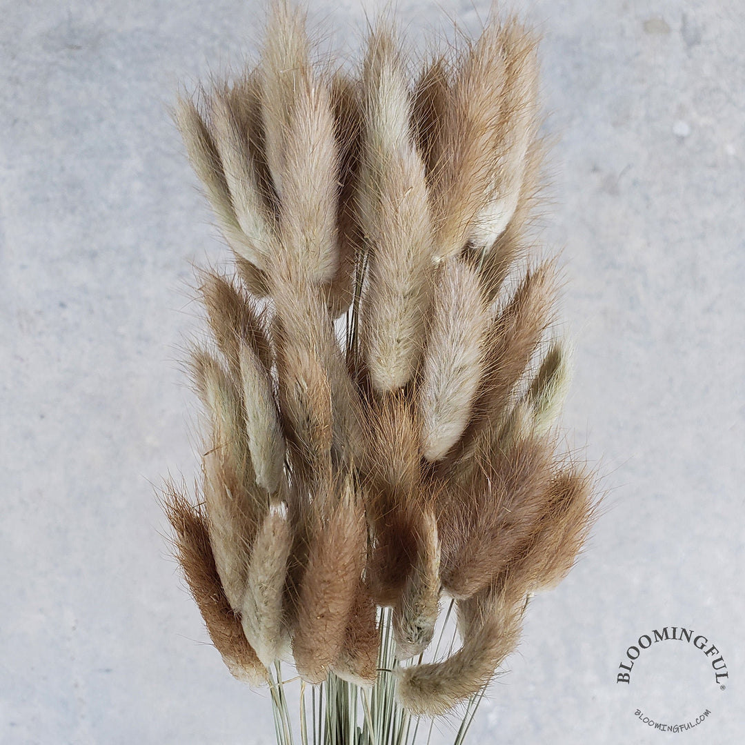 Dried Bunny Tails - Natural Beige (040) - BLOOMINGFUL - wedding, event, decor, gift, bouquet, arrangement, bridal, garland, fresh dried preserved artificial silk, birthday housewarming foliage