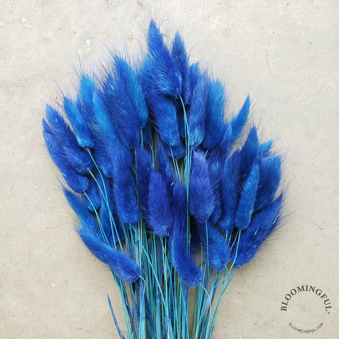 Dried Bunny Tails - Royal Blue Sapphire (008) - BLOOMINGFUL - wedding, event, decor, gift, bouquet, arrangement, bridal, garland, fresh dried preserved artificial silk, birthday housewarming foliage