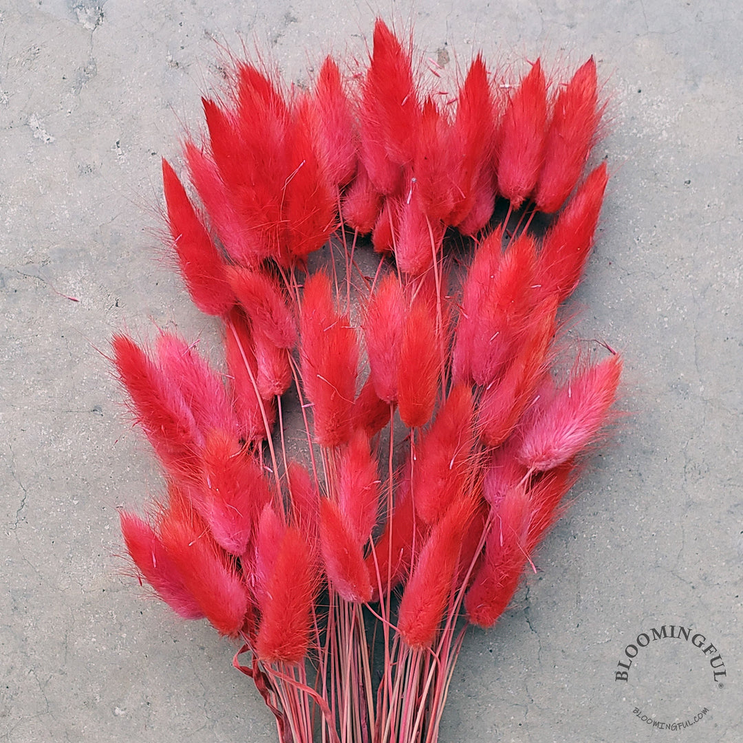 Dried Bunny Tails - Watermelon Red (030) - BLOOMINGFUL - wedding, event, decor, gift, bouquet, arrangement, bridal, garland, fresh dried preserved artificial silk, birthday housewarming foliage