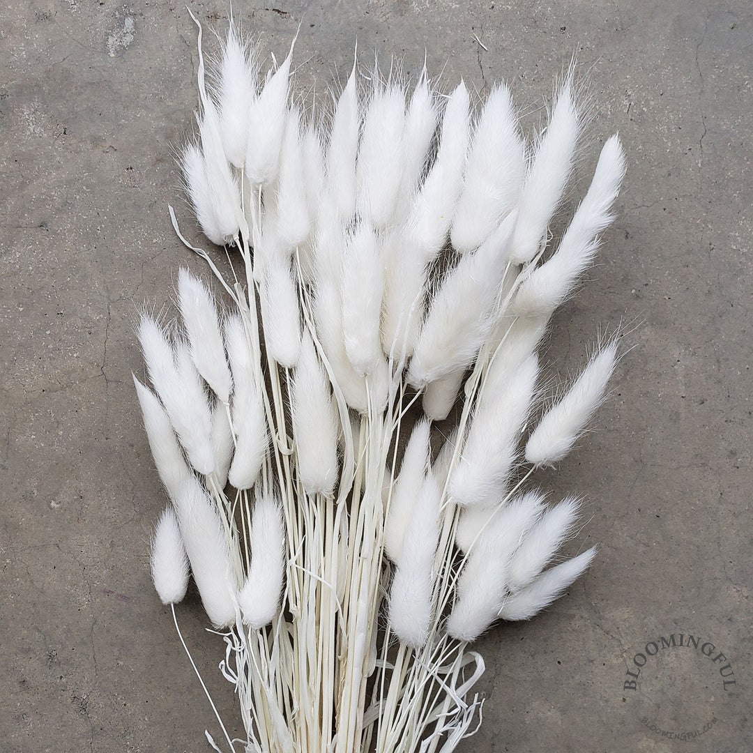 Dried Bunny Tails - White (007) - BLOOMINGFUL - wedding, event, decor, gift, bouquet, arrangement, bridal, garland, fresh dried preserved artificial silk, birthday housewarming foliage