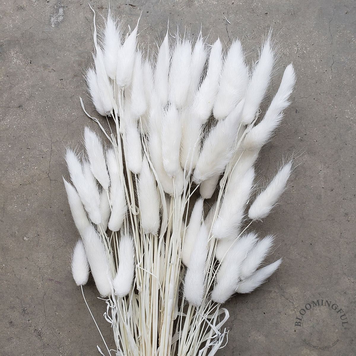Dried Bunny Tails White (007)