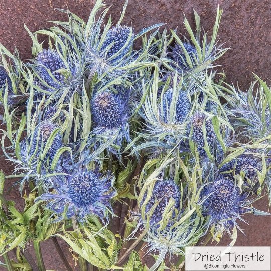 Dried Eryngium, Thistle - Arabian Blue - BLOOMINGFUL - wedding, event, decor, gift, bouquet, arrangement, bridal, garland, fresh dried preserved artificial silk, birthday housewarming foliage