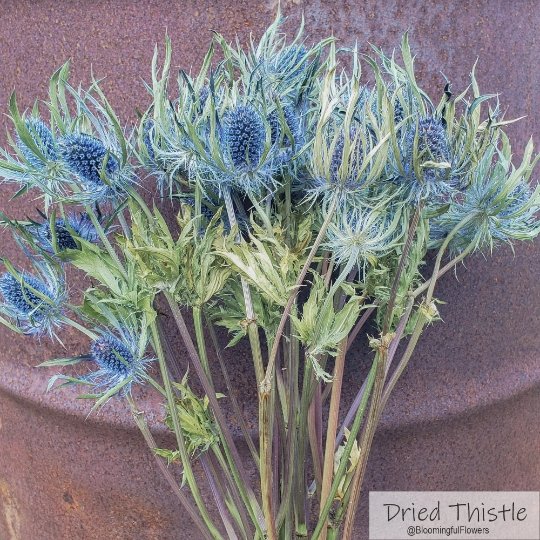 Dried Eryngium, Thistle - Arabian Blue - BLOOMINGFUL - wedding, event, decor, gift, bouquet, arrangement, bridal, garland, fresh dried preserved artificial silk, birthday housewarming foliage