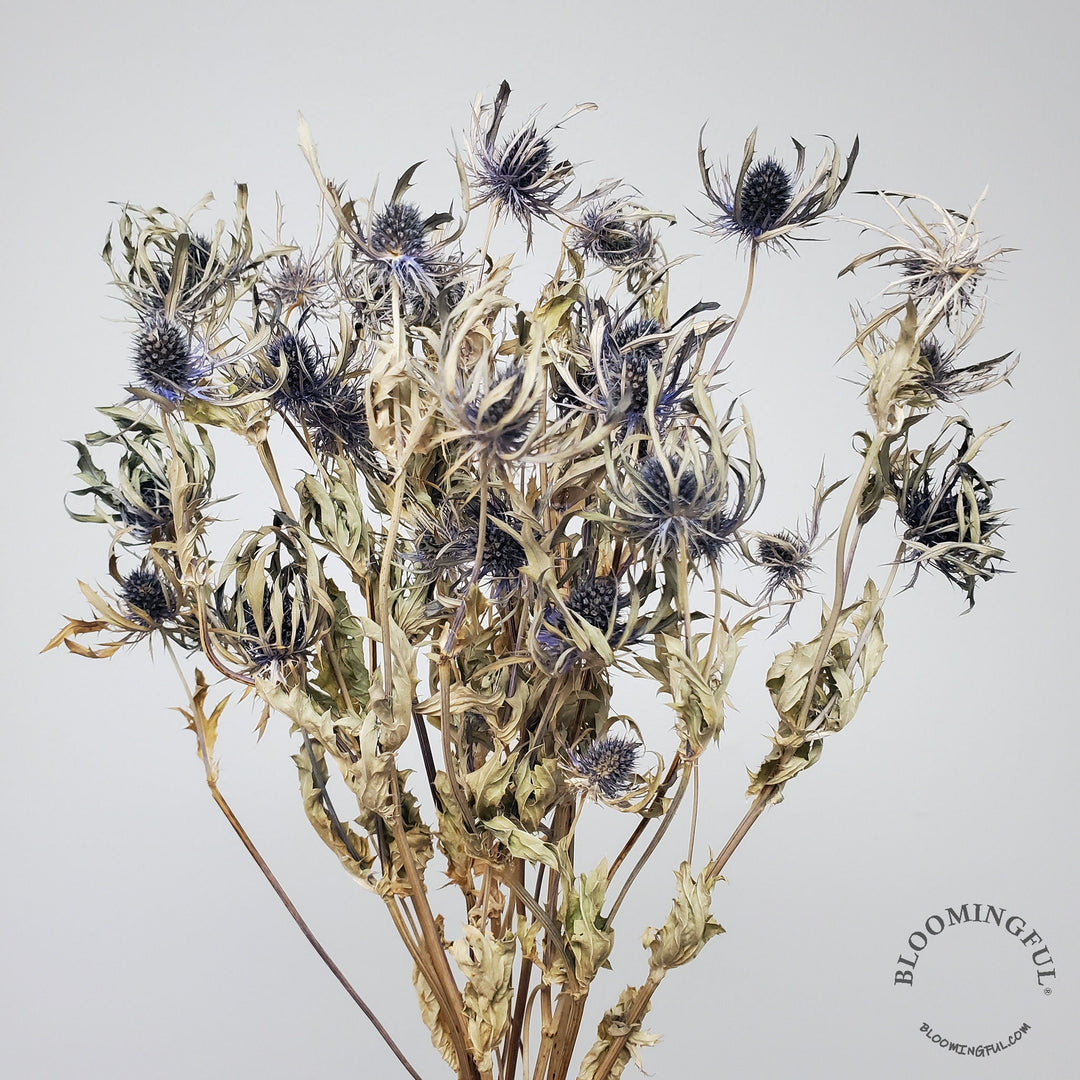 Dried Eryngium Thistle, Small Heads - Arabian Blue (with Champagne Stems) - BLOOMINGFUL.COM - wedding, event, decor, gift, bouquet, arrangement, bridal, garland, fresh dried preserved artificial silk, birthday housewarming foliage