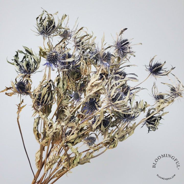 Dried Eryngium Thistle, Small Heads - Arabian Blue (with Champagne Stems) - BLOOMINGFUL.COM - wedding, event, decor, gift, bouquet, arrangement, bridal, garland, fresh dried preserved artificial silk, birthday housewarming foliage