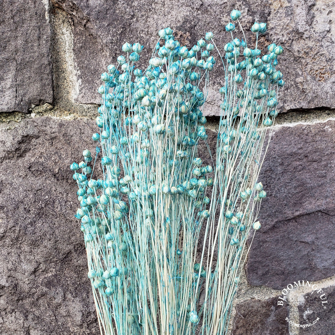Dried Flax Linum Seed Flowers - Blue (001) - BLOOMINGFUL - wedding, event, decor, gift, bouquet, arrangement, bridal, garland, fresh dried preserved artificial silk, birthday housewarming foliage