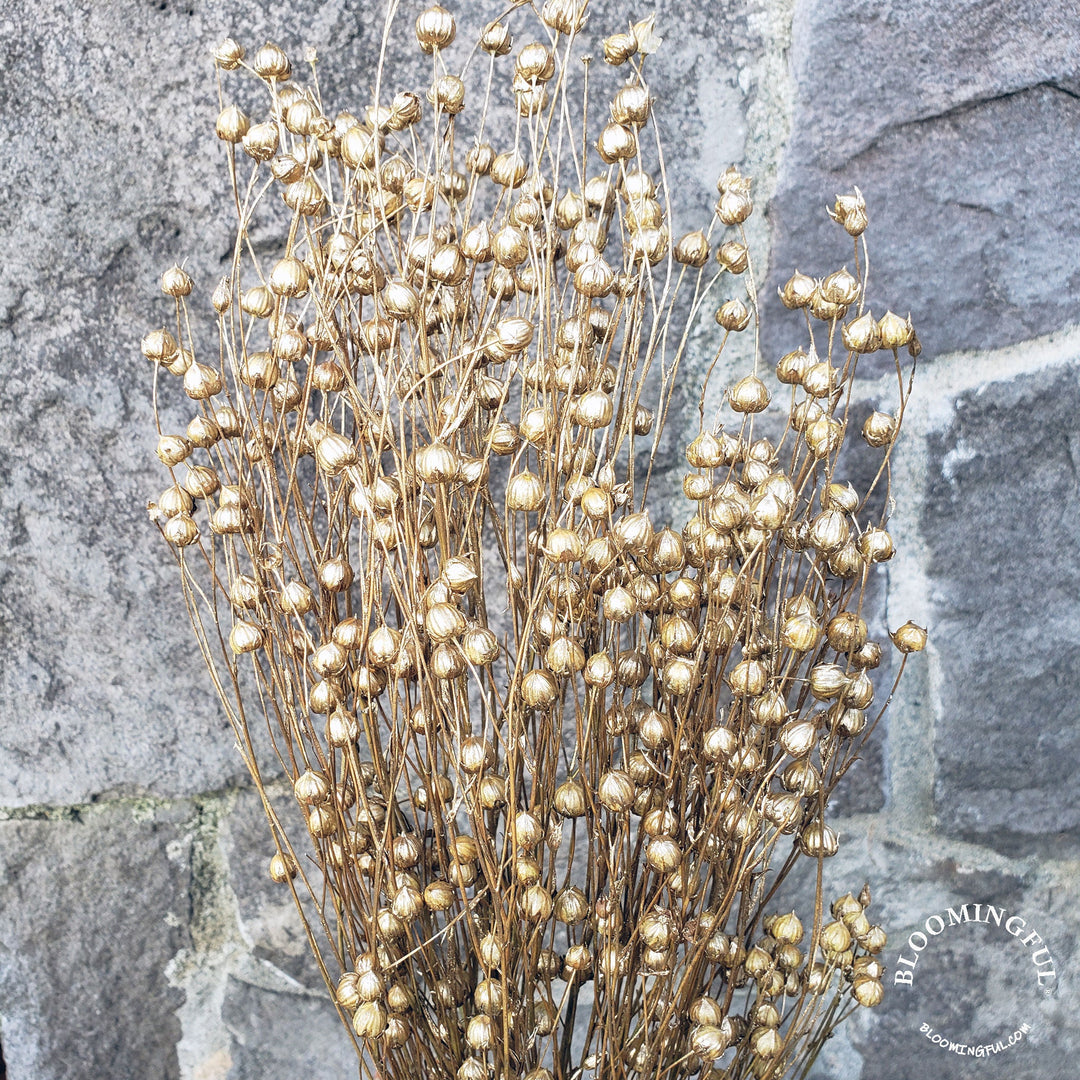 Dried Flax Linum Seed Flowers - Gold (028) - BLOOMINGFUL - wedding, event, decor, gift, bouquet, arrangement, bridal, garland, fresh dried preserved artificial silk, birthday housewarming foliage
