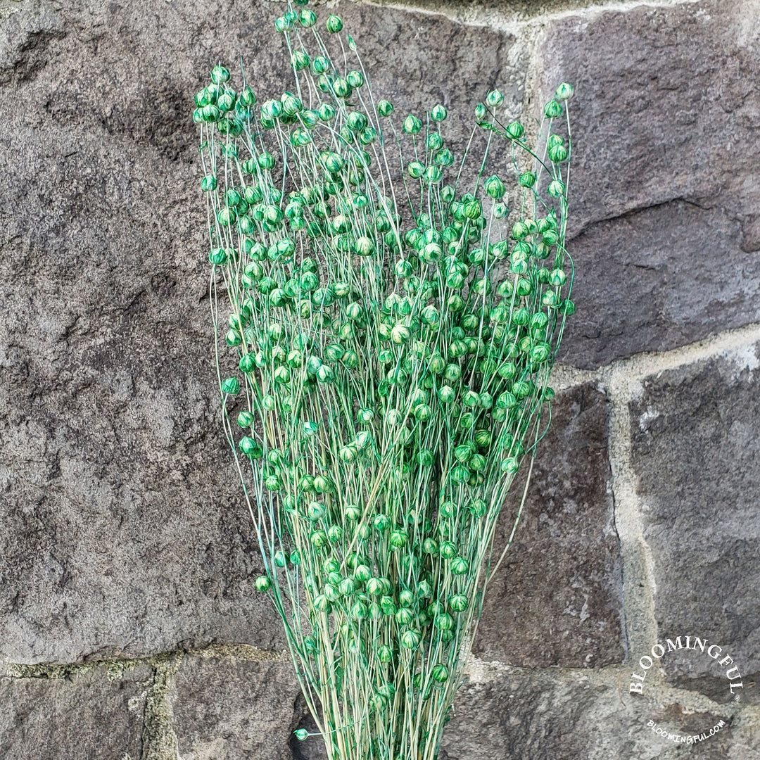 Dried Flax Linum Seed Flowers - Green (009) - BLOOMINGFUL - wedding, event, decor, gift, bouquet, arrangement, bridal, garland, fresh dried preserved artificial silk, birthday housewarming foliage