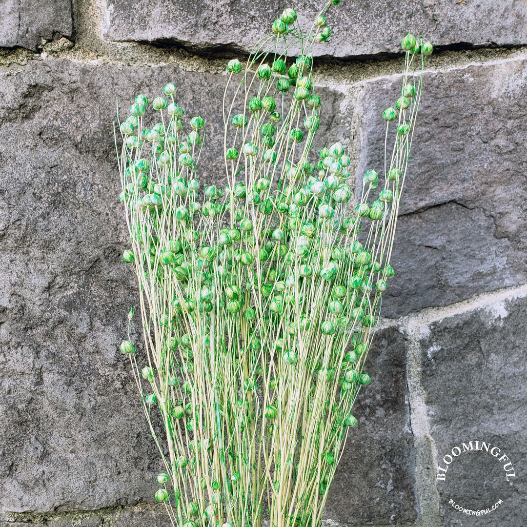 Dried Flax Linum Seed Flowers - Green (020) - BLOOMINGFUL - wedding, event, decor, gift, bouquet, arrangement, bridal, garland, fresh dried preserved artificial silk, birthday housewarming foliage