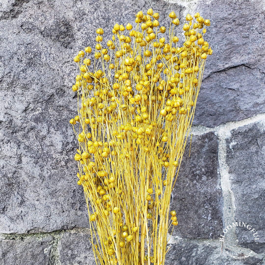 Dried Flax Linum Seed Flowers - Mustard Yellow, Goldenrod (021) - BLOOMINGFUL - wedding, event, decor, gift, bouquet, arrangement, bridal, garland, fresh dried preserved artificial silk, birthday housewarming foliage