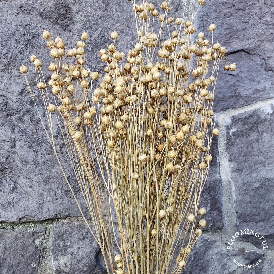 Dried Flax Linum Seed Flowers - Natural, Camel (027) - BLOOMINGFUL - wedding, event, decor, gift, bouquet, arrangement, bridal, garland, fresh dried preserved artificial silk, birthday housewarming foliage