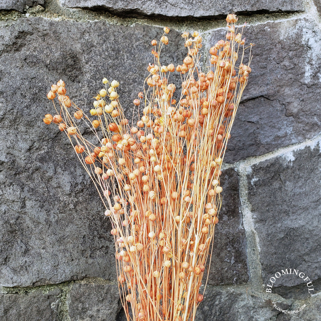 Dried Flax Linum Seed Flowers - Orange (022) - BLOOMINGFUL - wedding, event, decor, gift, bouquet, arrangement, bridal, garland, fresh dried preserved artificial silk, birthday housewarming foliage