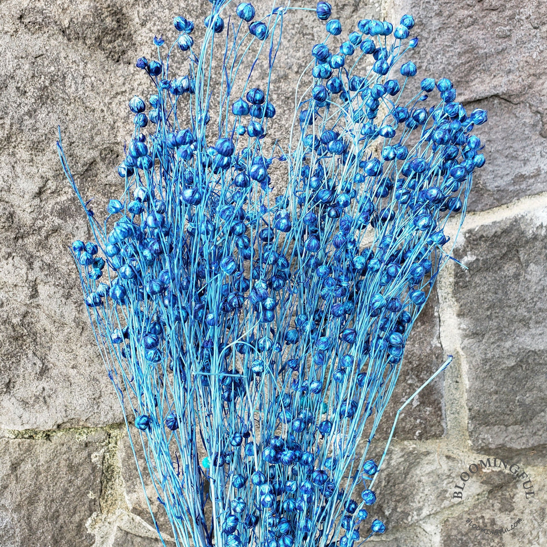 Dried Flax Linum Seed Flowers - Sapphire Blue (002b) - BLOOMINGFUL - wedding, event, decor, gift, bouquet, arrangement, bridal, garland, fresh dried preserved artificial silk, birthday housewarming foliage