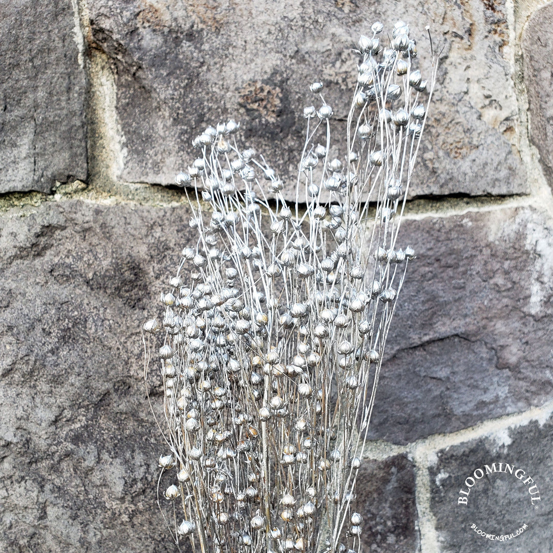 Dried Flax Linum Seed Flowers - Silver (029) - BLOOMINGFUL - wedding, event, decor, gift, bouquet, arrangement, bridal, garland, fresh dried preserved artificial silk, birthday housewarming foliage