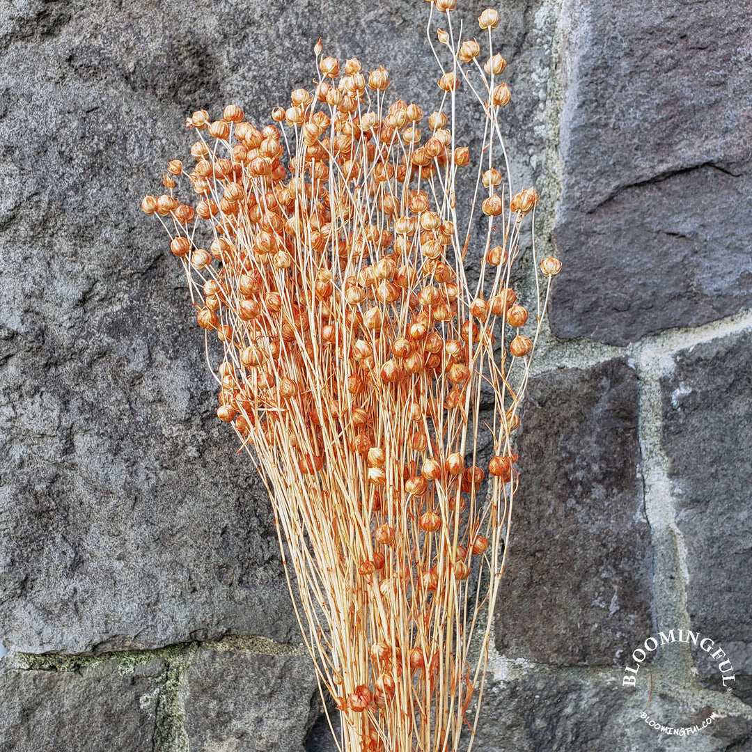 Dried Flax Linum Seed Flowers - Terracotta Orange (023) - BLOOMINGFUL - wedding, event, decor, gift, bouquet, arrangement, bridal, garland, fresh dried preserved artificial silk, birthday housewarming foliage