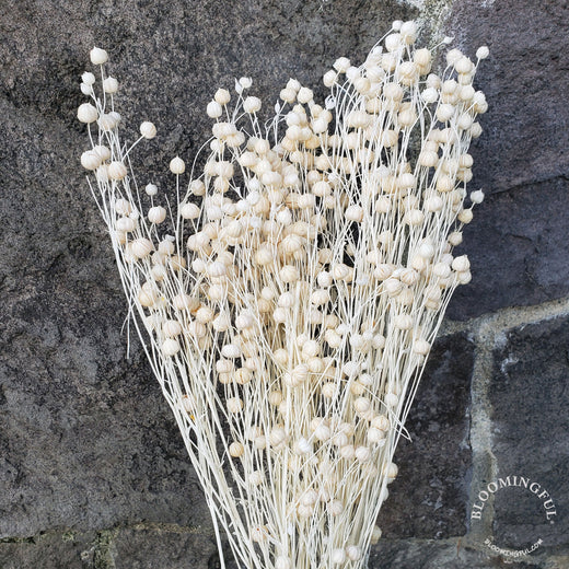 Seeded + Podded Stems