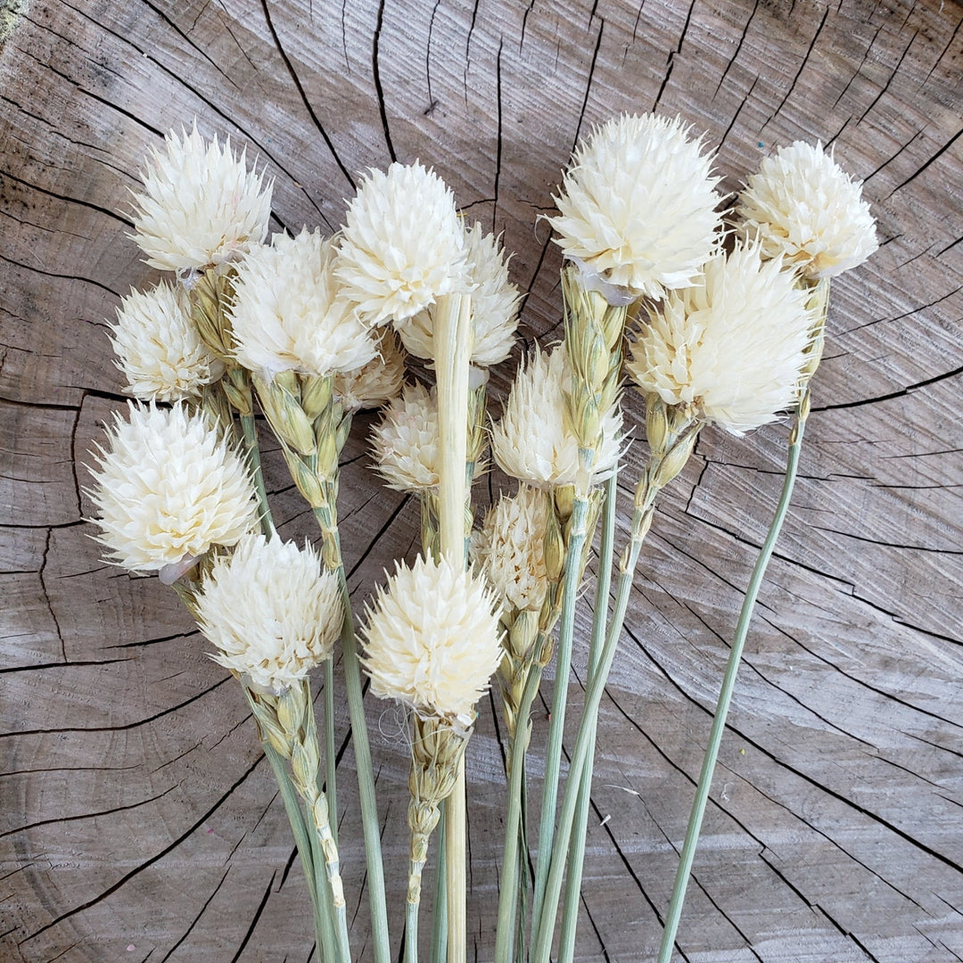 dried white flowers preserved artificial silk, globe amaranthus, wedding, event, bouquet, arrangement, bridal, décor, gift, bloomingful, ivory, cream, champagne, bleached