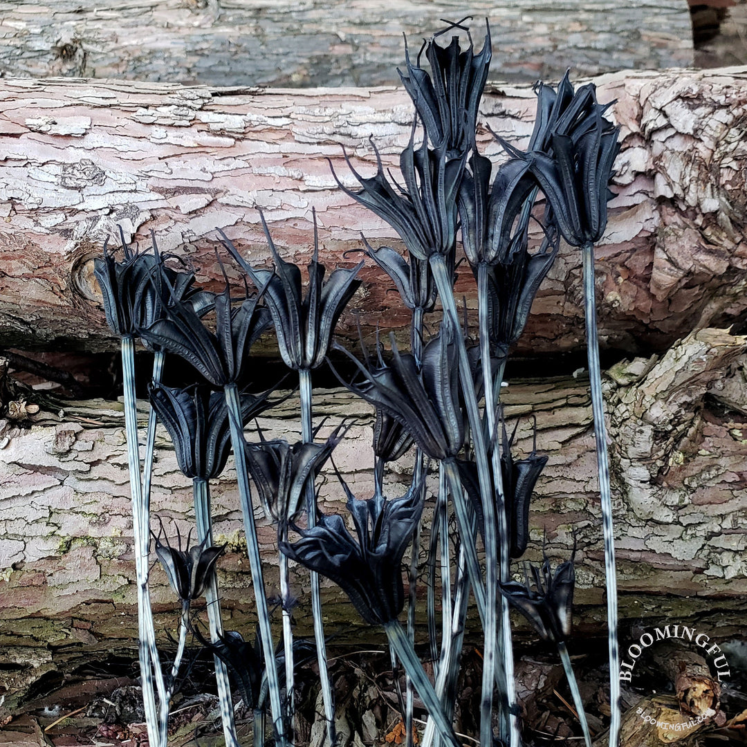 Dried Nigella Flowers - Black (031) - BLOOMINGFUL - wedding, event, decor, gift, bouquet, arrangement, bridal, garland, fresh dried preserved artificial silk, birthday housewarming foliage