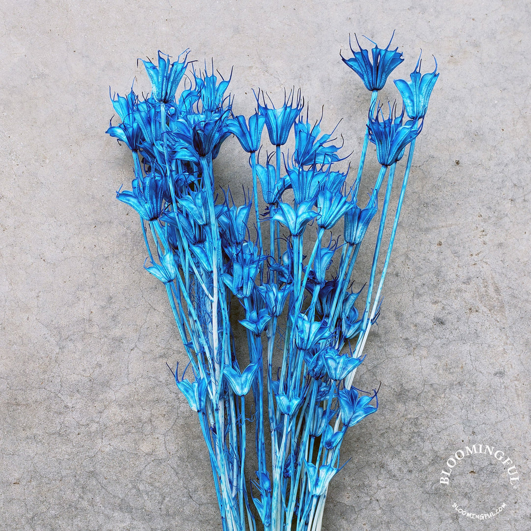 Dried Nigella Flowers - Blue (010) - BLOOMINGFUL - wedding, event, decor, gift, bouquet, arrangement, bridal, garland, fresh dried preserved artificial silk, birthday housewarming foliage